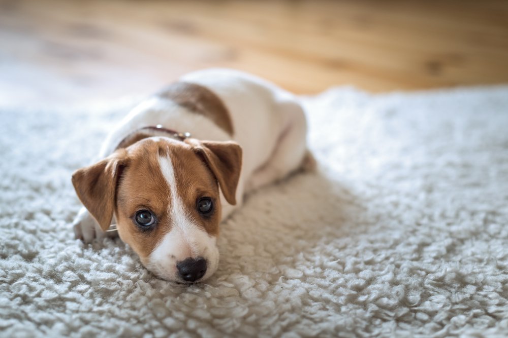 How To Get Dog Smell Out Of Carpet